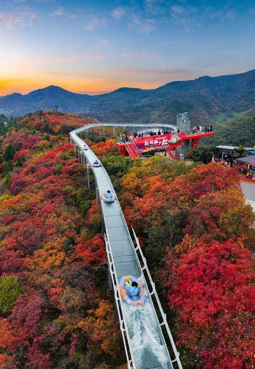 山東限定秋景上線，賞葉經濟迎來升溫