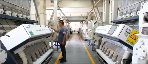 大米天天吃,但這樣又香又糯的大米你吃過嗎